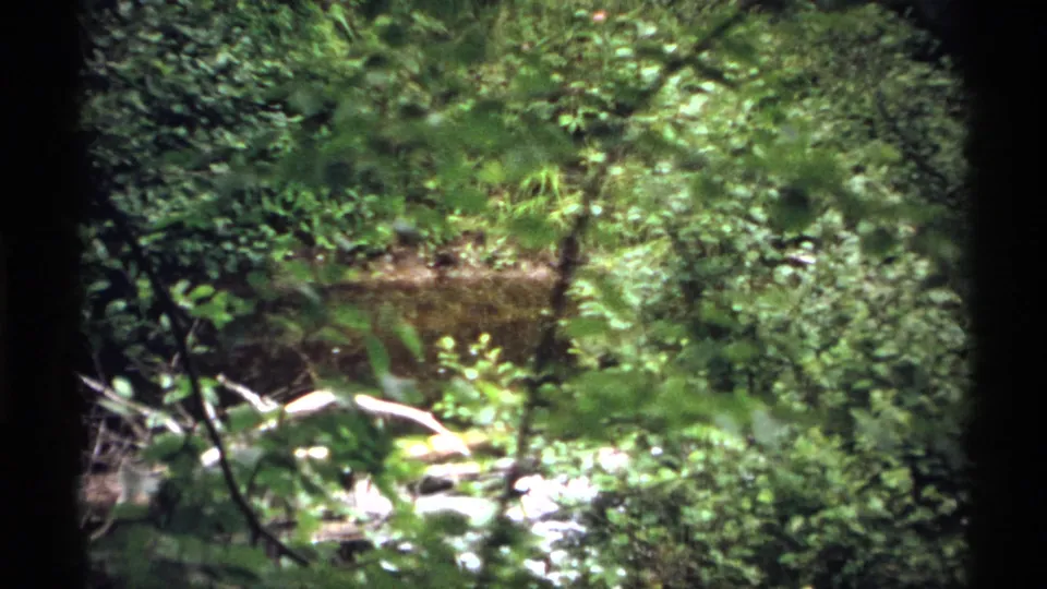 Sunlit 8mm view of Isle Royale understory with leafy shrubs, ferns, rocks, and a shallow streambed.