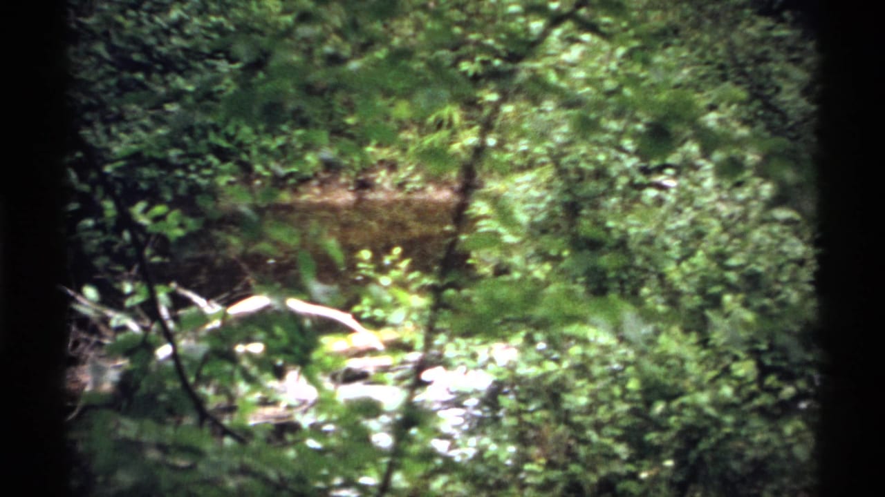 Wooded stream area with dense green foliage and dappled sunlight.