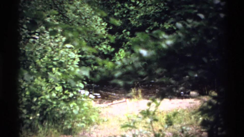 1971 Isle Royale frame with thick leaves and branches, with a small stream or bright water visible behind the undergrowth.