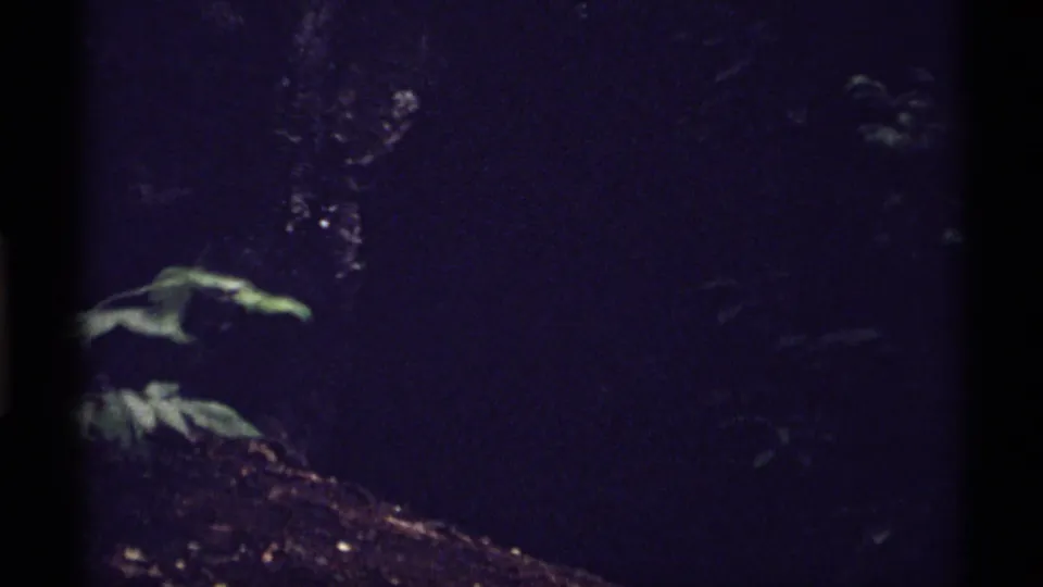 Final 1971 Isle Royale frame falls into near darkness, with only faint leaves and forest-floor texture visible.