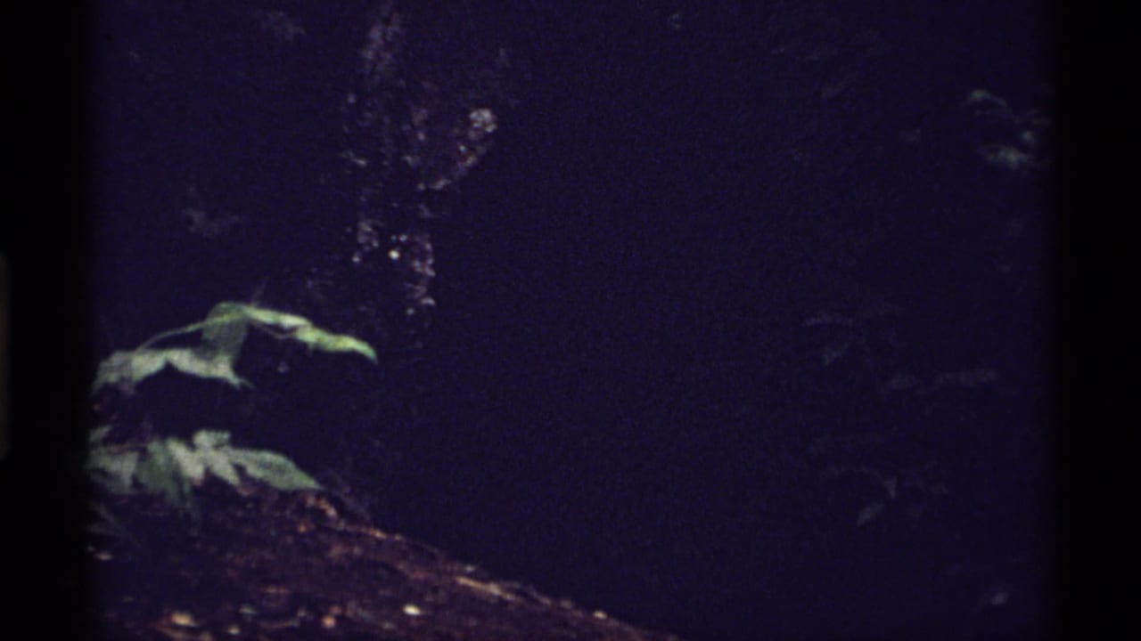 Dark forest foliage with leaves, branches, and heavy shadow.