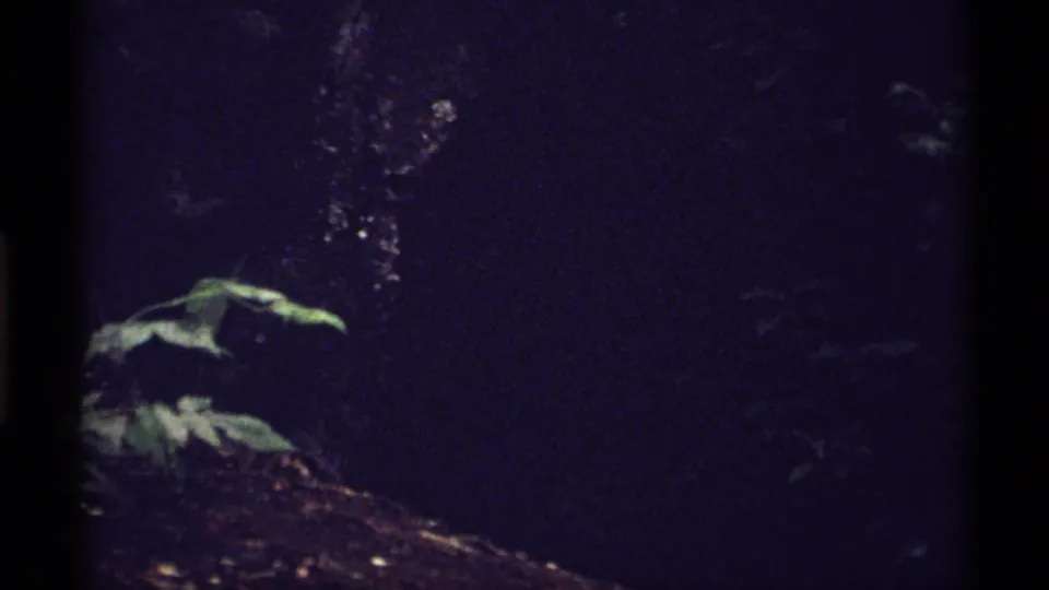 Dark 1971 Isle Royale forest frame with dense leaves, branches, and deep shade in an 8mm home-movie view.