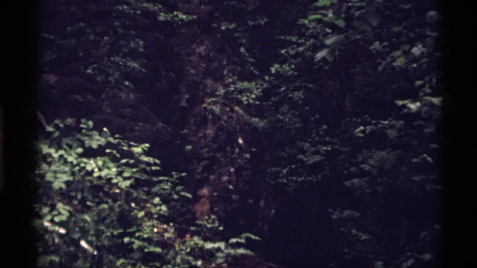 Isle Royale woodland in 1971, showing leafy vegetation, tree trunks, and dappled light through the canopy.