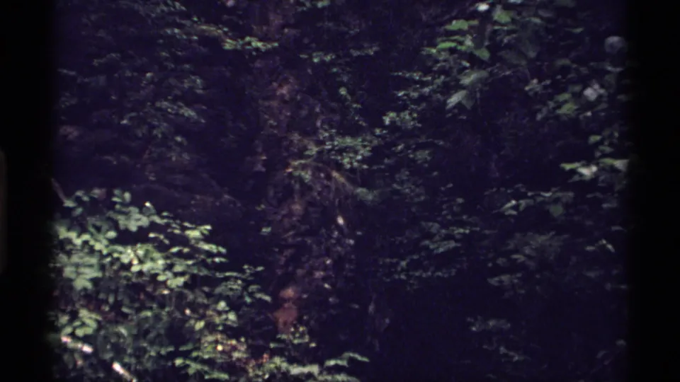 Handheld 8mm view of Isle Royale forest understory with leafy growth, dark trunks, and a possible fallen branch.