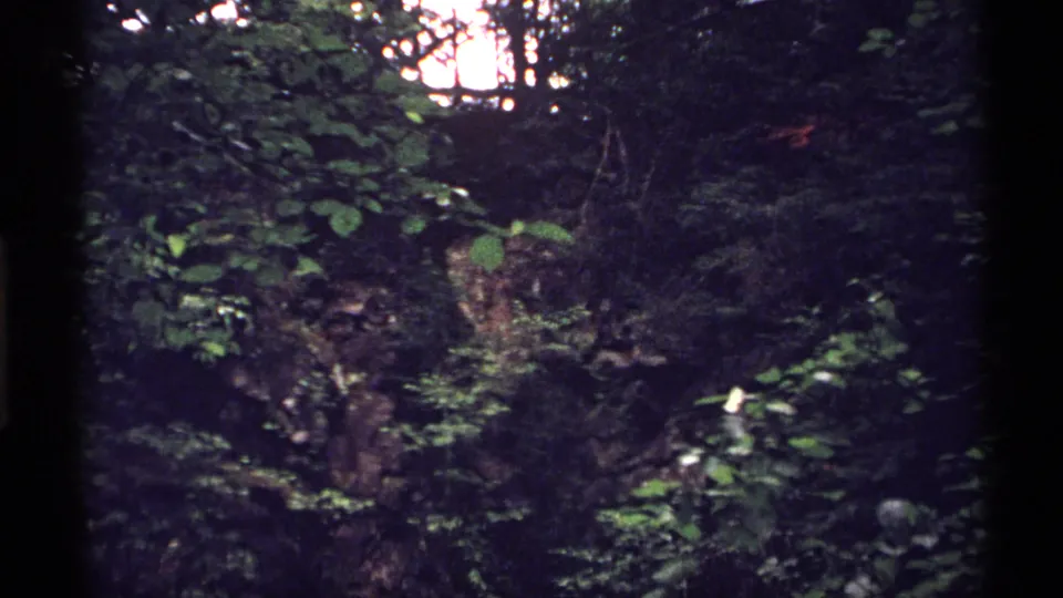 1971 Isle Royale forest view with dense foliage, dark trunks, and a bright opening of sky or sunlight beyond the leaves.