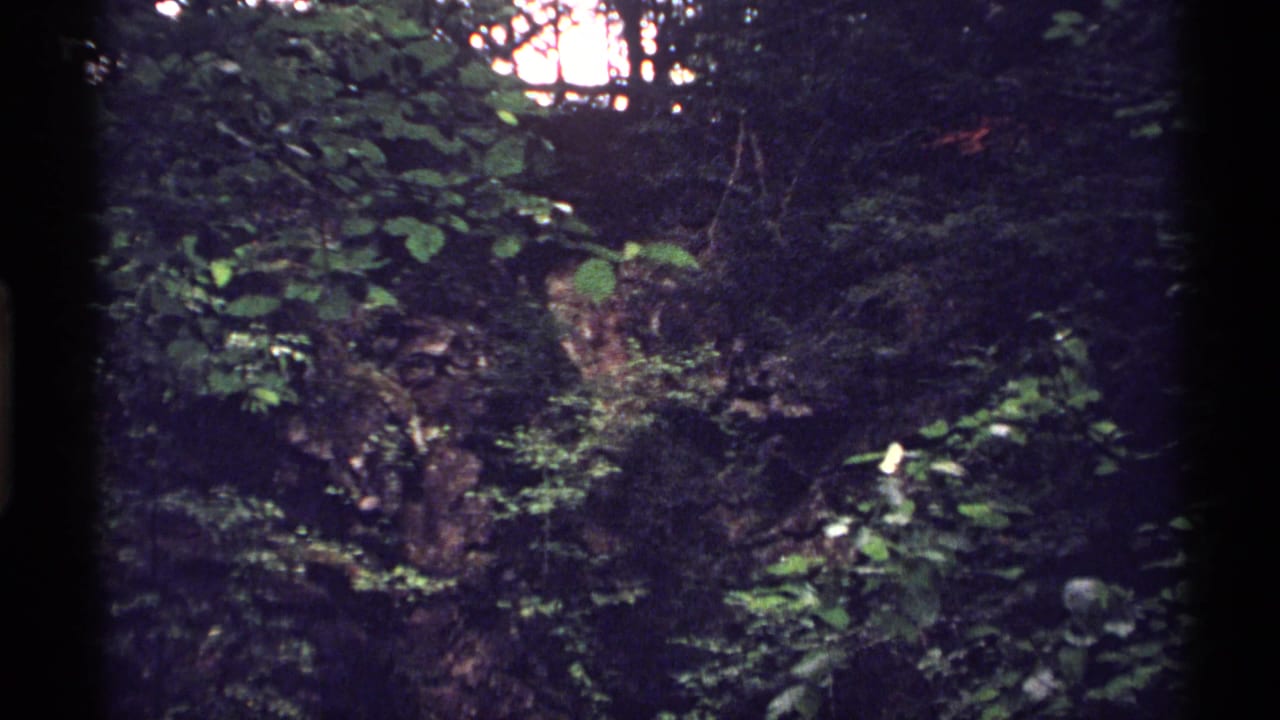 Dense green forest undergrowth with dark film borders and no visible people.