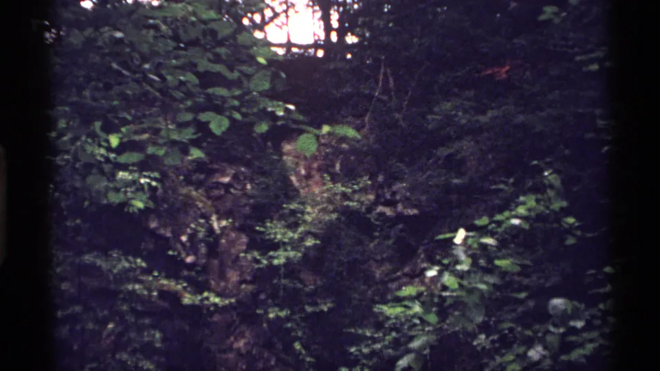 1971 8mm Isle Royale footage showing shaded forest vegetation and rocky undergrowth near a lakeside setting.