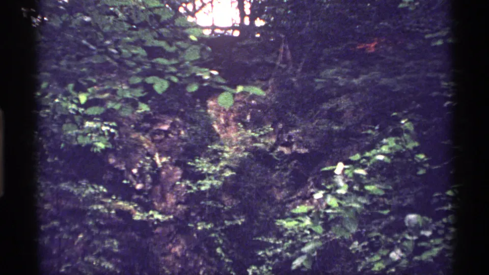 Isle Royale home-movie frame from 1971 showing dense green woodland and understory vegetation in soft natural light.