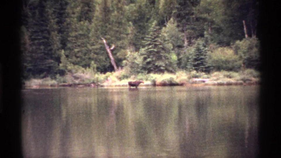 1971 Isle Royale 8mm frame with a distant moose at the lakeside, backed by evergreen trees and shoreline brush.