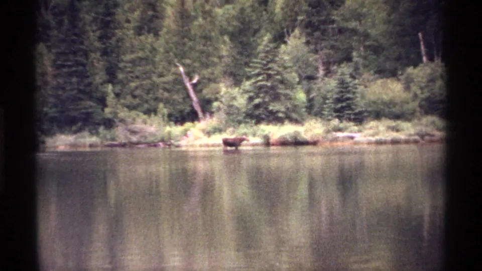 Vintage 1971 Isle Royale lakeside view showing a moose near the opposite bank, with forest and reflections across calm water.