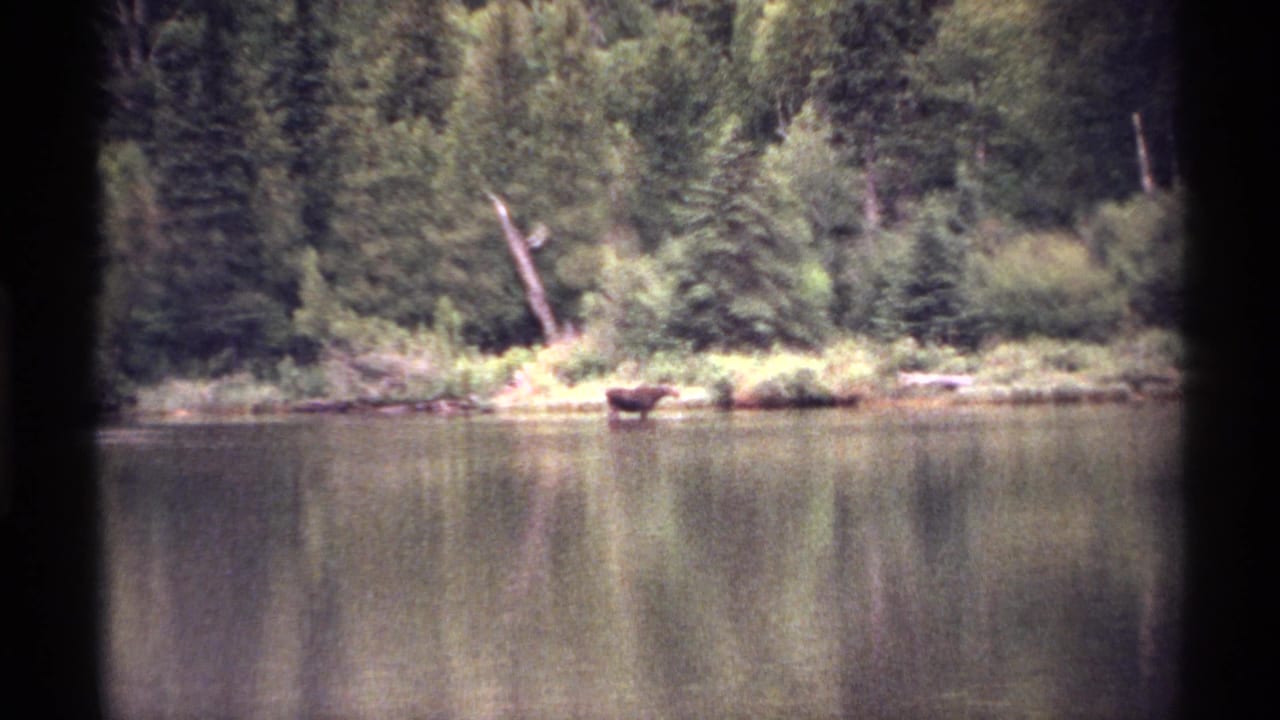 Distant moose standing at a forested lake shoreline with reflections on the water.