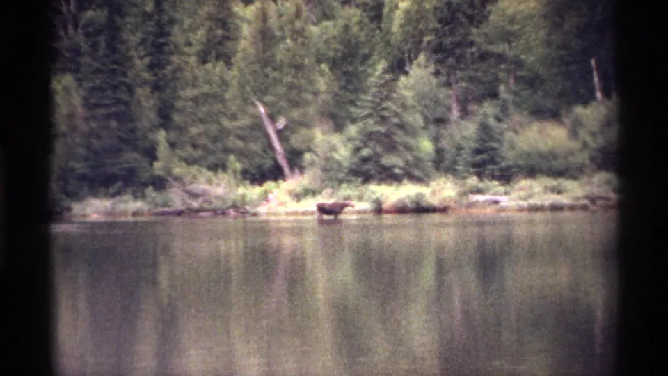 1971 Isle Royale 8mm frame showing a distant moose at the water's edge across a calm forested lake.