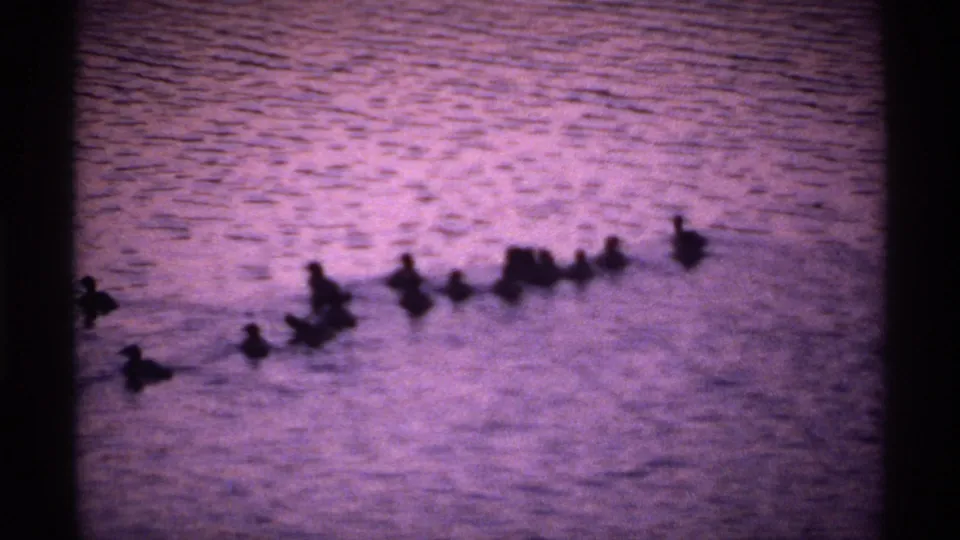 1971 Isle Royale 8mm frame showing ducks swimming in a loose line across color-shifted lake water.
