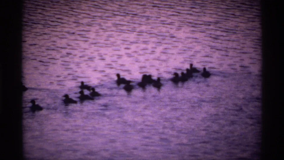 1971 Isle Royale 8mm frame of ducks clustered and swimming across rippled lake water near the end of the clip.