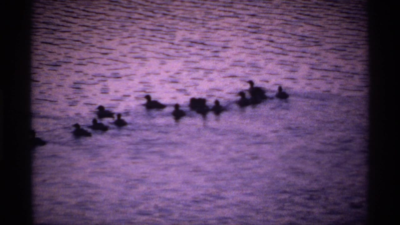 Small ducks swim in a line across rippled purple water.