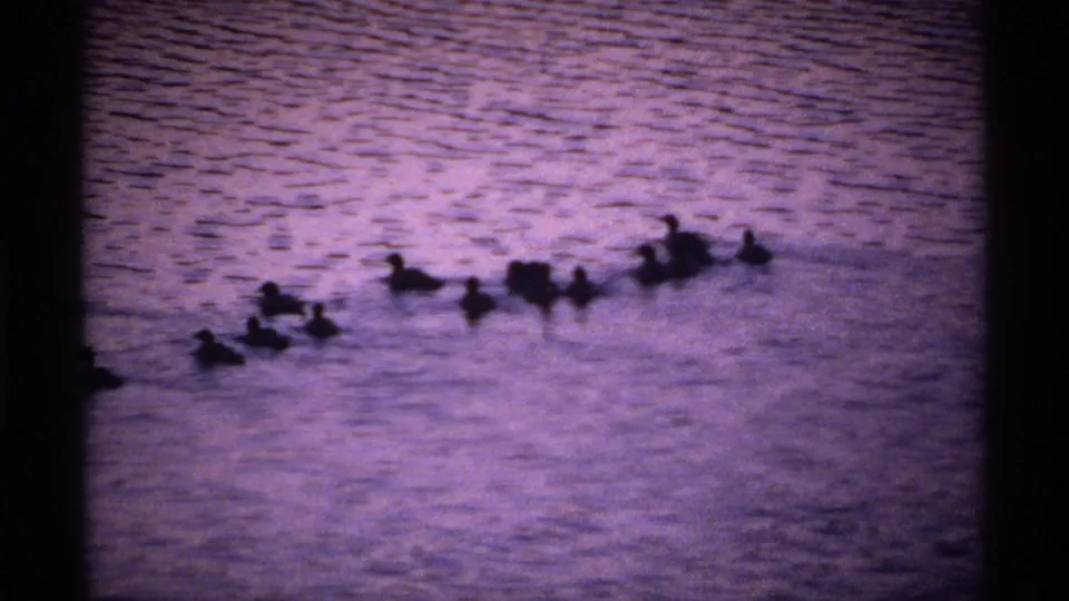 A group of ducks, likely including ducklings, crosses the lake surface in 1971 Isle Royale home-movie footage.