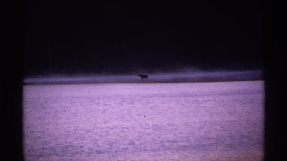 The frame shows a small distant shoreline animal beyond rippled water in Isle Royale home-movie footage from 1971.