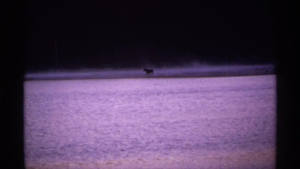 A distant shoreline animal appears as a dark silhouette across the lake in the final 1971 Isle Royale frame.