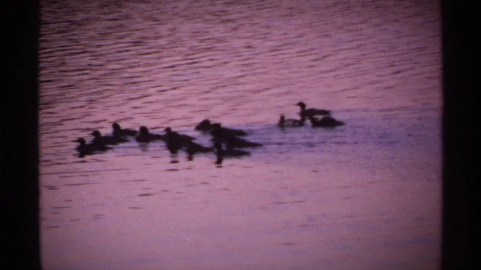 Ducks swim across calm water at Isle Royale in 1971 8mm footage, with purple color shift and visible film grain.