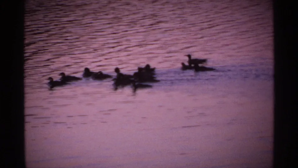 A small group of ducks crosses purple-tinged Isle Royale water in grainy 1971 8mm home-movie footage.