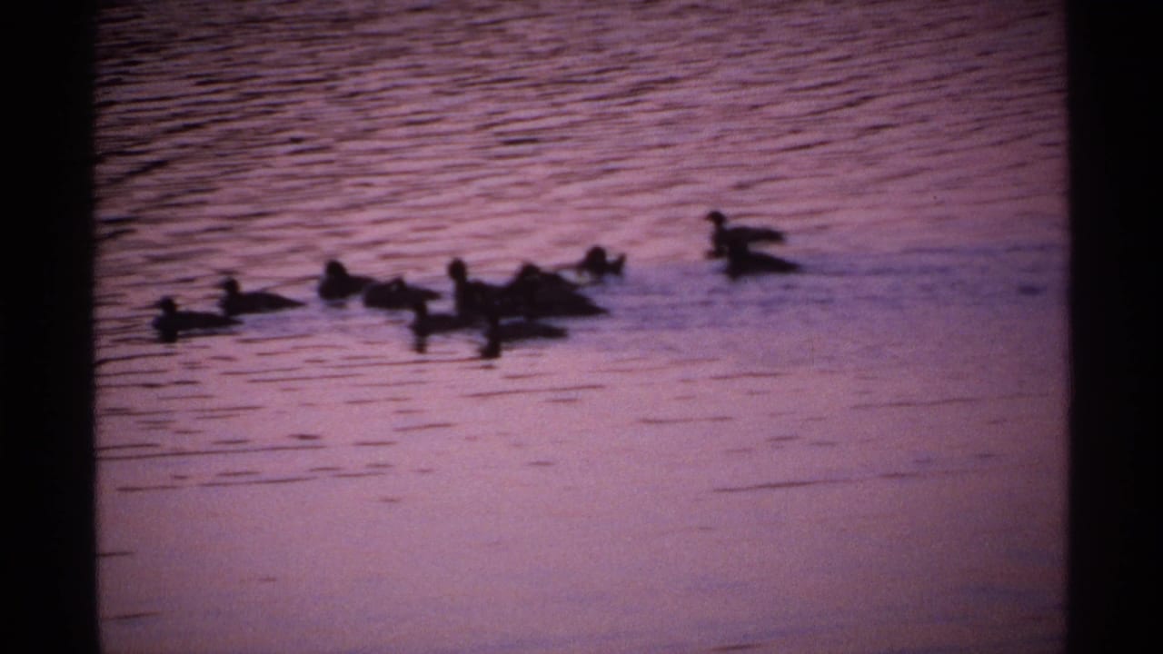 1971 Isle Royale home-movie frame showing a small flock of ducks silhouetted on purple-pink lake water at dusk.