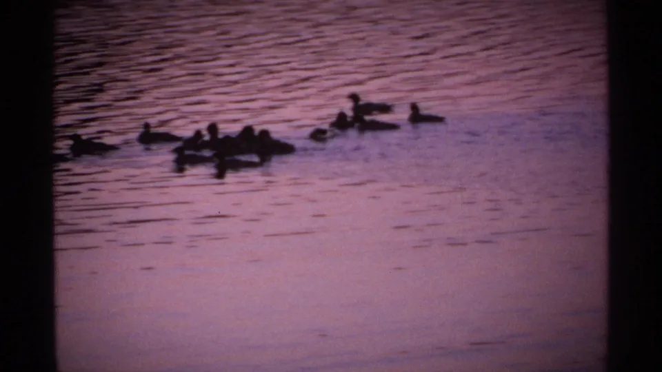 1971 Isle Royale 8mm frame with ducks in loose formation on rippled purple lake water, framed by visible film gate edges.