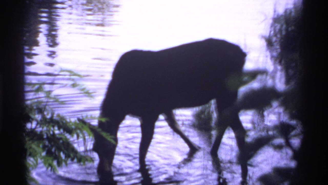 Moose silhouette drinking at the edge of a rippled lake behind dark shoreline foliage.