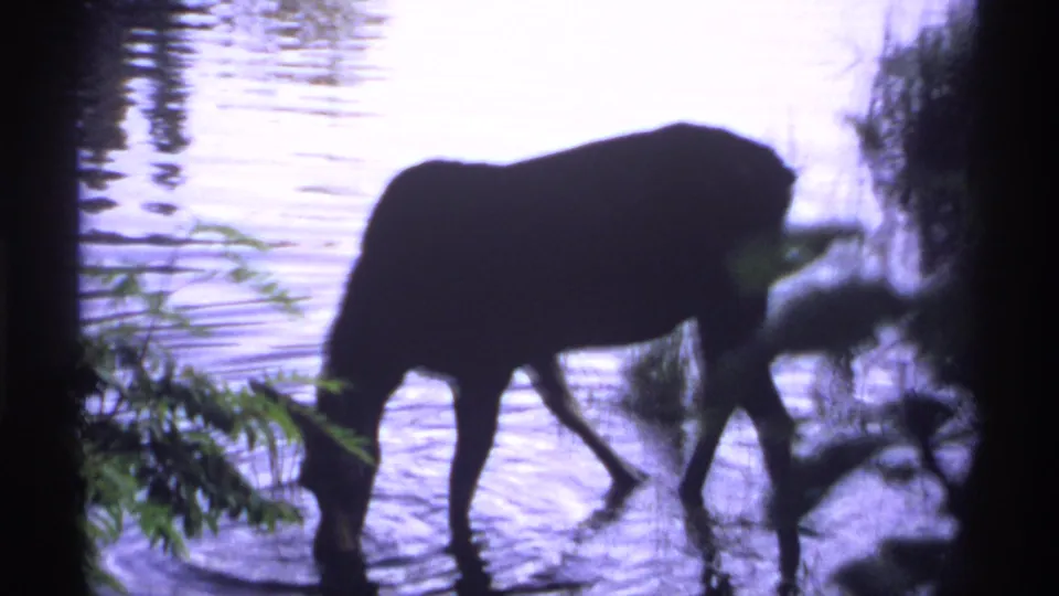 1971 Isle Royale 8mm frame showing a moose silhouetted in shallow lake water, head lowered near shoreline plants.