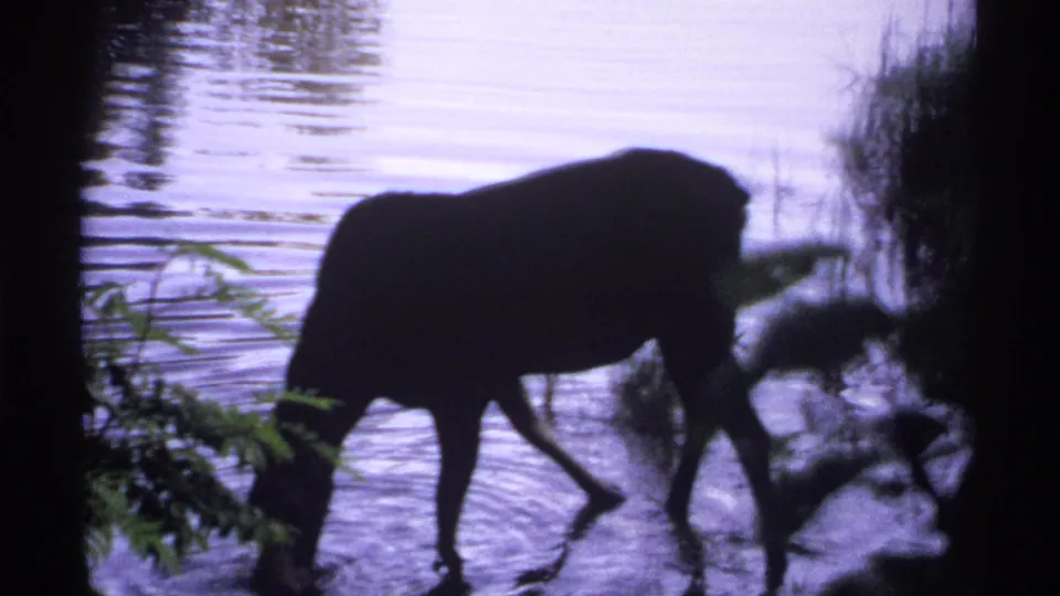 1971 Isle Royale 8mm frame of a moose moving slowly through shallow lake water, seen as a dark silhouette.