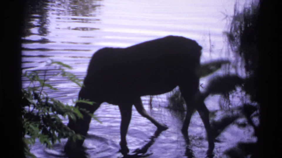 1971 Isle Royale 8mm frame showing a moose drinking or grazing at the waterline, partly obscured by foliage.