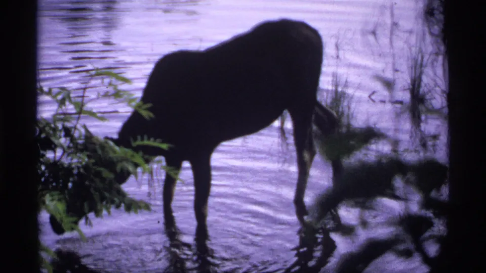 1971 Isle Royale 8mm frame with a close silhouetted view of a moose at the lake edge, head lowered to drink.