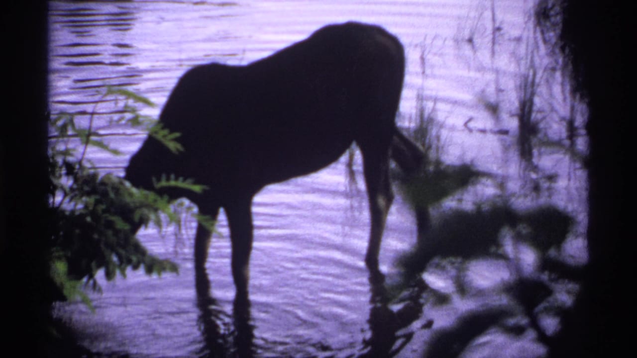 Silhouetted moose stands in shallow lake water beside shoreline plants at dusk.