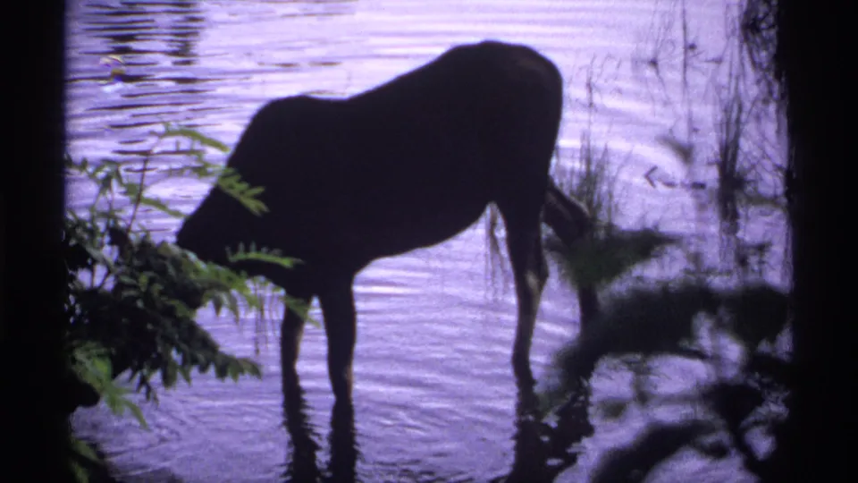 1971 Isle Royale home-movie frame with a moose leaning toward green shoreline plants in shallow dusk-lit water.