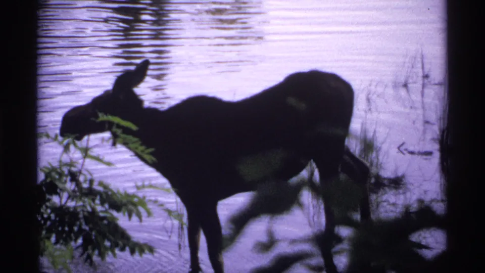 1971 Isle Royale 8mm still of a moose in profile near lakeside vegetation, silhouetted against pale purple water.