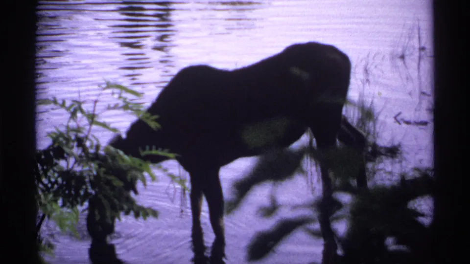 1971 Isle Royale 8mm frame showing a moose drinking or grazing in shallow water, framed by dark trunks and foliage.