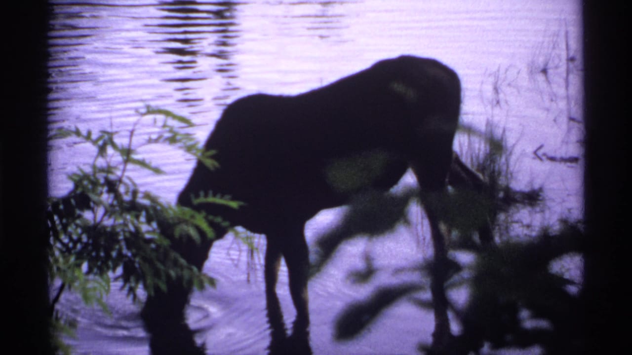 A dark cow drinks at the water's edge near shoreline foliage in 1971 Isle Royale 8mm home-movie footage.