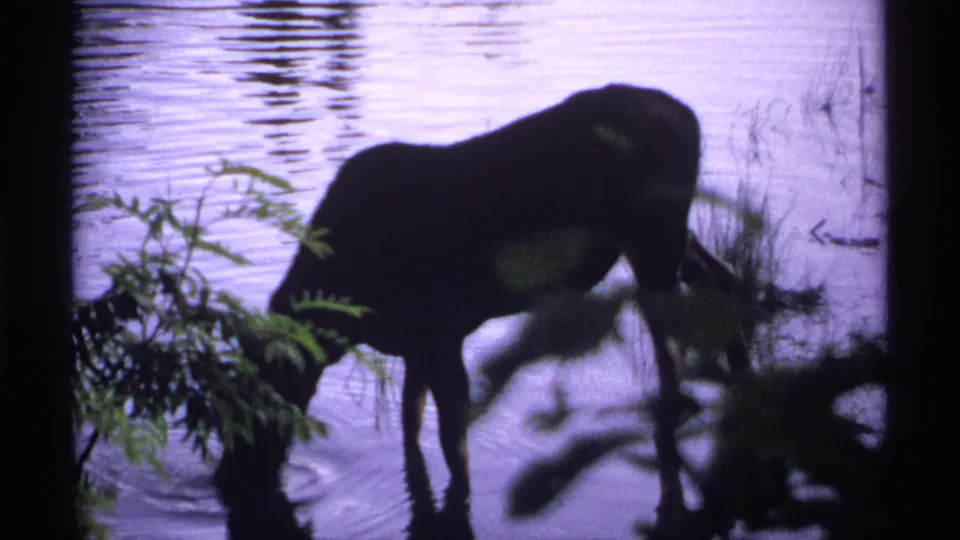 A dark cow drinks at the water's edge near shoreline foliage in 1971 Isle Royale 8mm home-movie footage.