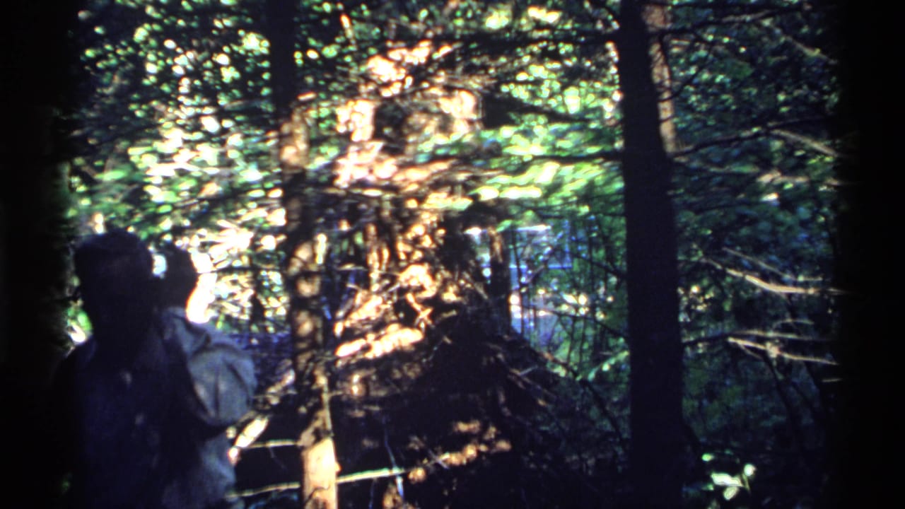 A silhouetted figure moves through dense Isle Royale forest in 1971 8mm home-movie footage, with bright sunlight filtering through trees.