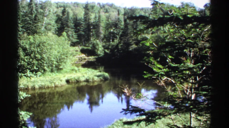 The 1971 Isle Royale home movie holds on a forest-lined river or pond, with grasses at the bank and conifer branches at right.