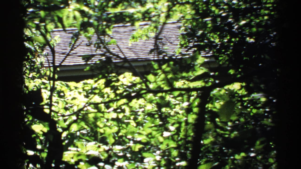 Leafy branches and dark trunks partly obscure a shingled roof in bright sun.