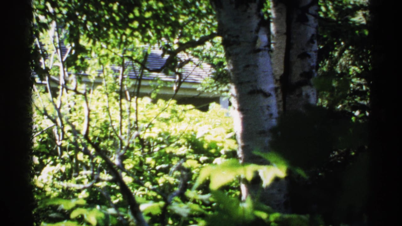 Sunlit woodland with birch trunks, dense green foliage, and a small roofline partly visible through trees.