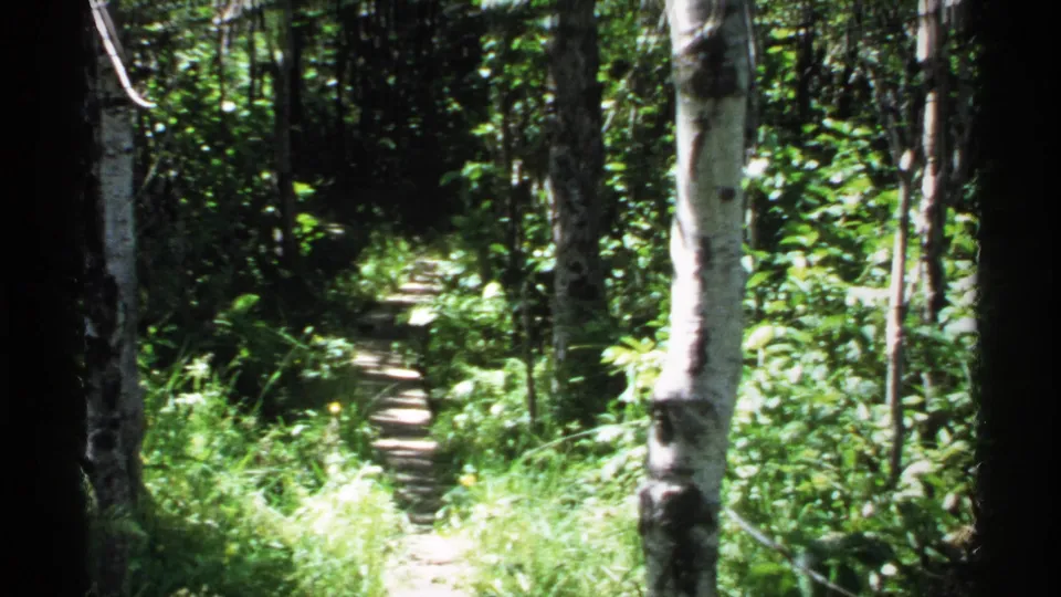 1971 Isle Royale frame of a narrow forest path receding through birch trees and bright green undergrowth.