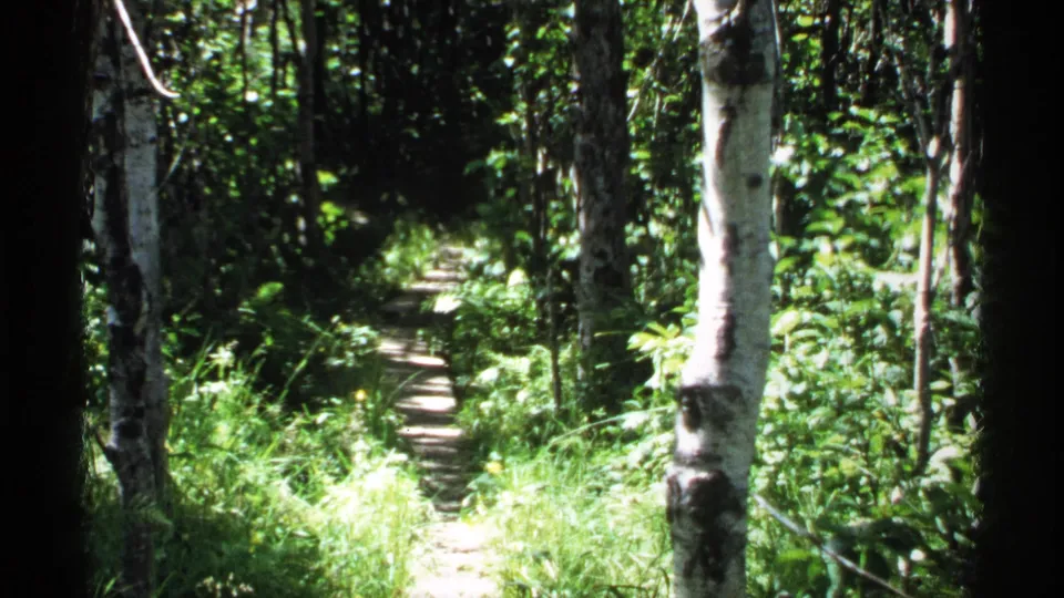 1971 Isle Royale home-movie still showing a shaded woodland trail with sunlit grasses and white-barked trees.