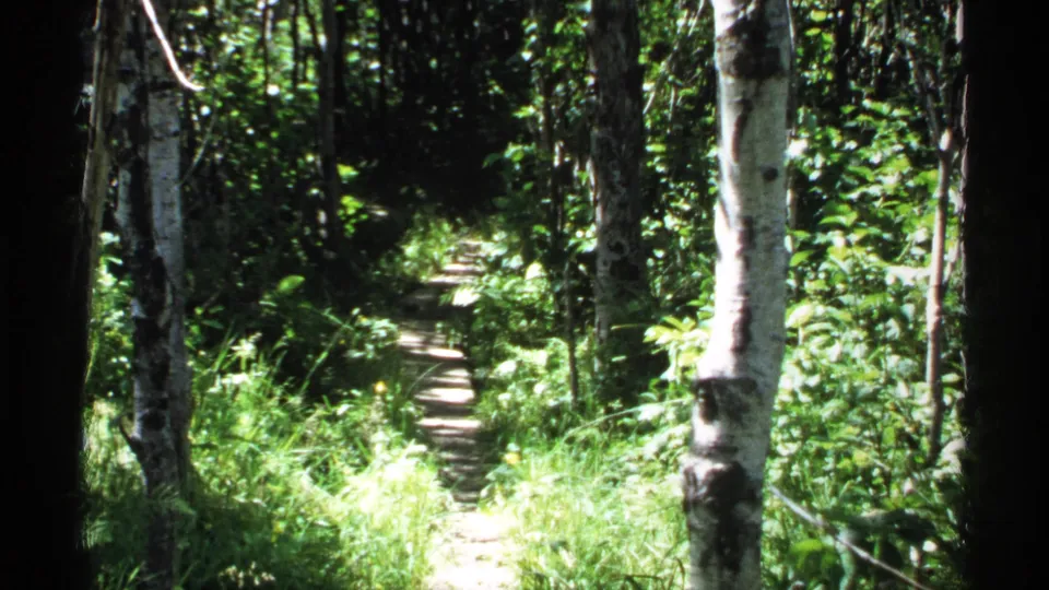1971 Isle Royale frame showing a sunlit forest path narrowing into dense trees and lush green plants.