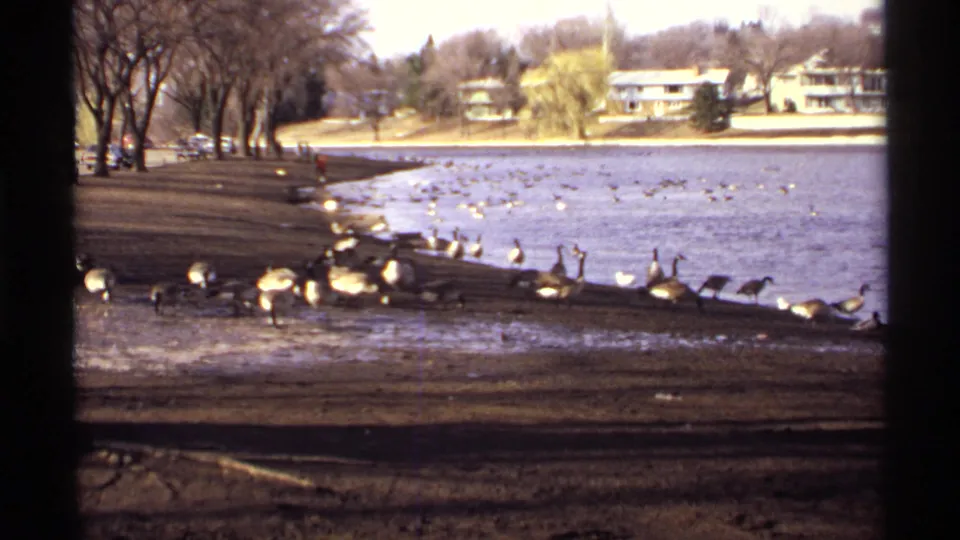 1971 La Crosse, Wisconsin lakeside view with geese on the shore, water, bare trees, parked cars, and houses beyond.