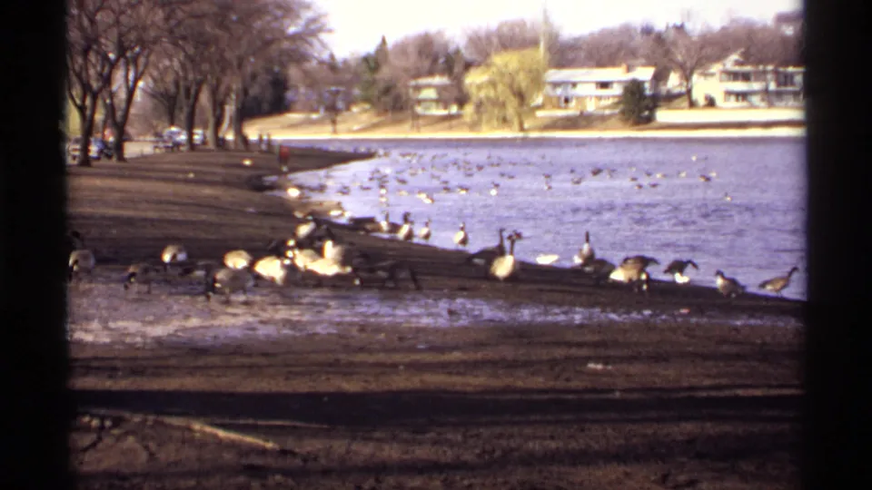 1971 La Crosse, Wisconsin home-movie frame showing geese along a lakeside bank with residential buildings in the background.