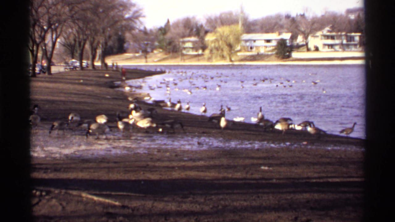 Wide lakeside view with geese along an icy shore, bare trees, distant houses, and small people at left.