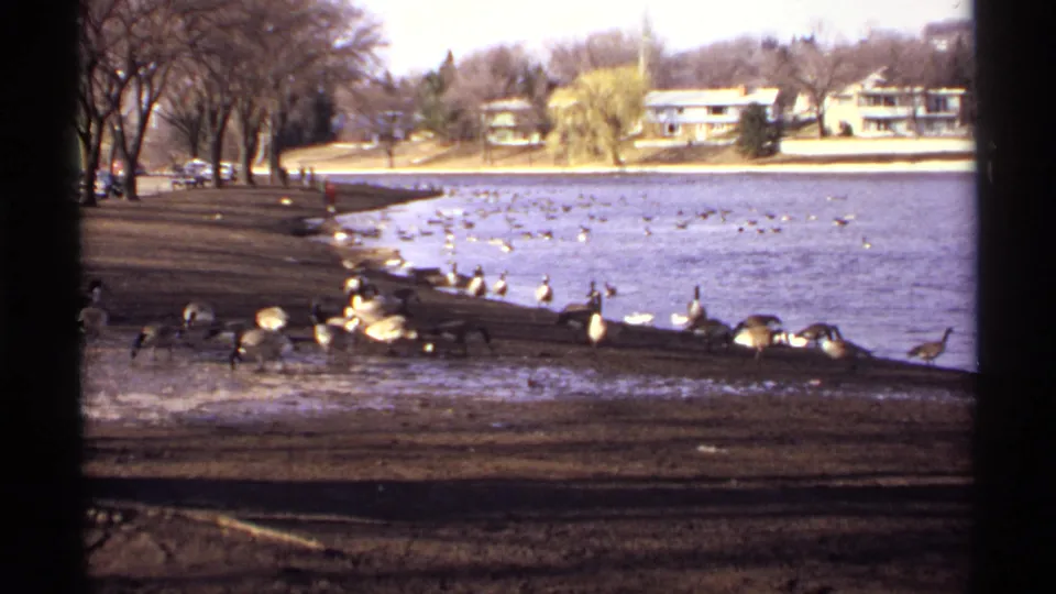 1971 La Crosse 8mm frame showing Canada geese near an icy lakeshore, with bare trees, distant homes, and small figures in the park.