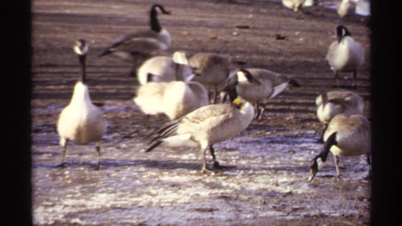 Close view of several Canada geese standing and feeding on icy ground near the lake.