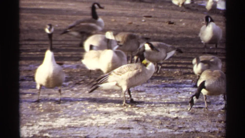 1971 La Crosse home-movie frame with Canada geese clustered on icy ground, their dark necks and pale bodies visible in winter light.